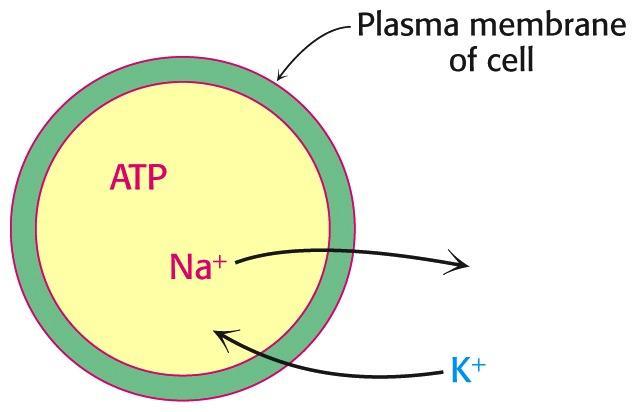 [Na + ] Low [Na + ] + The ATP hydrolysis site, which provides the energy to drive this thermodynamically unfavorable gradient, is located on the internal surface of the plasma membrane.