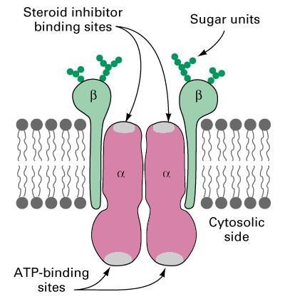 (Na + -K + )ATPase pump has steroid binding sites on outer surface for regulation and carbohydrates for recognition (glycosylated receptor) Digitoxigenin is a cardiotonic steroid that is a
