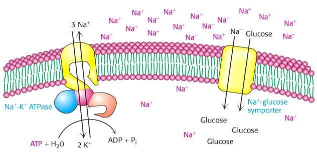 Function of (Na + -K + )ATPase Pump Membrane bound Na + -K + ATPase is a primary transporter.