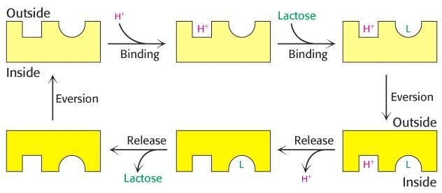 Secondary Transporter: Function of Lactose Permease FYI Active transport using an energy source other than ATP hydrolysis.