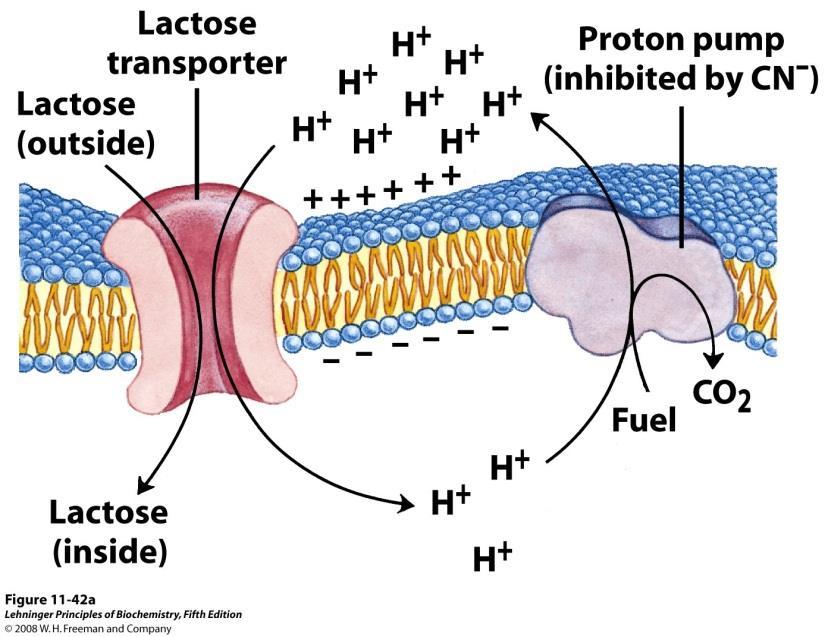 coli membrane (generated by the oxidation of fuel molecules) to drive (PUMP) the uptake of lactose and other sugars against a concentration gradient (low outside to high
