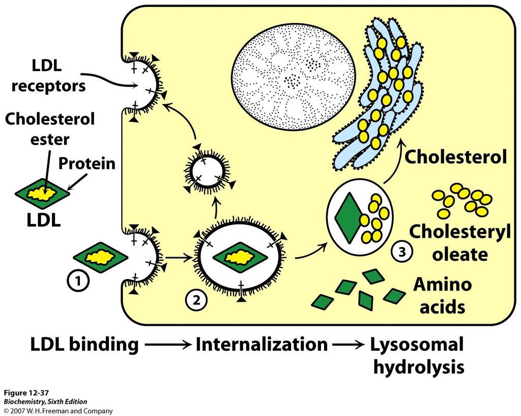 Cholesterol Transport Model of low-density lipoprotein particle (LDL), which transports