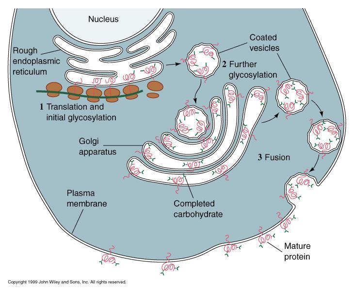 Eukaryotes: Functions of Membrane Enclosed Organelles and Vesicles - Secretory Pathways Budding and fusion are used to move molecules around within a cell, to the outside of a cell (secretion by