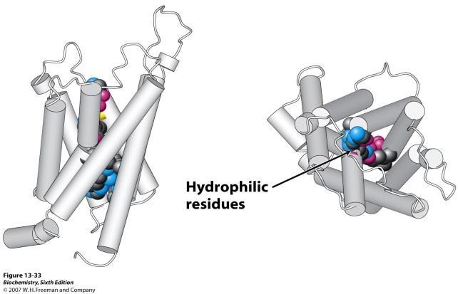 Porins: Channel Forming Ionophores Structure of aquaporin viewed from the side and from the top, shows that hydrophilic residues line the central water channel. 1.