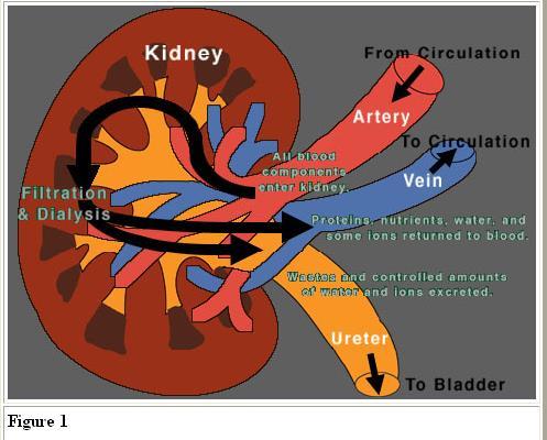 of ions and metabolites out of Nephron Tubules through their surface