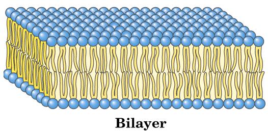 Membrane Permeability hydrophobic Membranes have very low intrinsic permeability for ions and polar molecules Permeability coefficients of small molecules span a wide range, and are correlated with