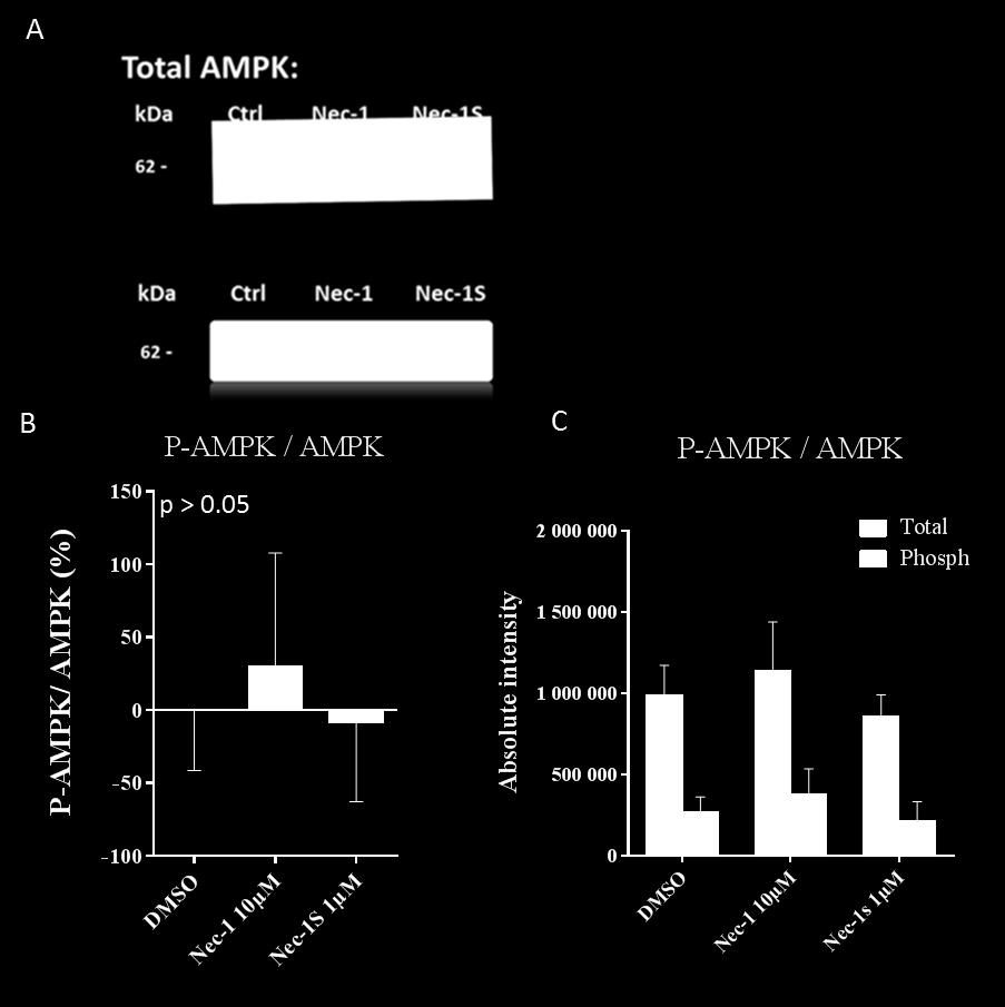 Figure S8 Figure S8: Western Blotting results of total-ampk and phosphorylated-ampk: Western blots were done with both phosphospecific- and total protein of AMPK in the different groups from the