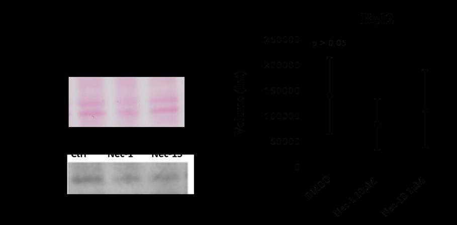 Figure S11: Figure S11: Western blot results of Bcl-2: Western blots were done on the different groups of the Langendorff-perfused hearts, series 2, (Ctrl (N=6), 10 µm Nec-1 (N=6), 1 µm Nec-1S (N=5)).
