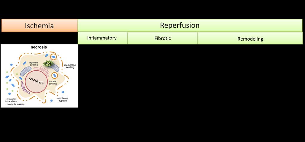 1.1.1 Inflammation and scar formation in ischemia-reperfusion The cellular progression after a MI eventually ends with dead cardiomyocytes being replaced by a collagenous scar [14].