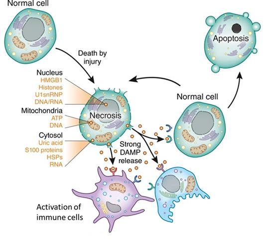 Figure 2: Release of damage associated molecular patterns (DAMPs) from necrotic cells causes a local inflammation that can be harmful to the surrounding tissue and is characterized as sterile