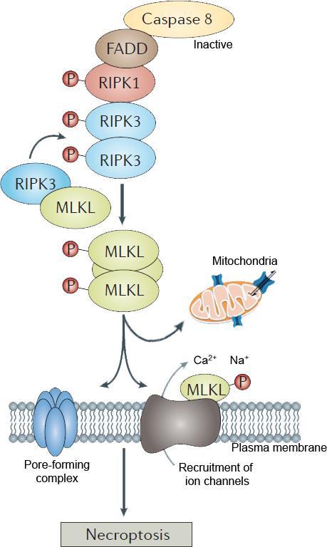 Figure 6: RIPK3-mediated phosphorylation of MLKL is a crucial step in necroptosis.