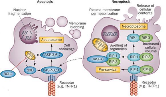 The mitochondria serve as important initiators and mediators of both apoptosis and necroptosis with involvement of several downstream regulators and effectors.