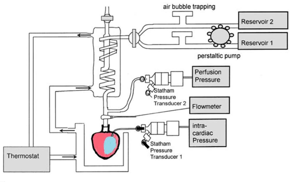 Figure 10: Langendorff system with cannulated heart and fluid filled balloon inserted in the left ventricle. Scheme modified from [86].