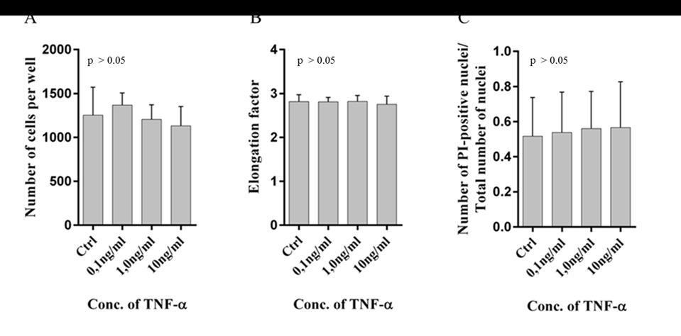 3.6 TNF-α do not affect viability in primary adult mouse cardiomyocytes nor cardiac fibroblasts 3.6.1 TNF-α do not cause cell death in primary mouse cardiomyocytes In order to manipulate necroptosis