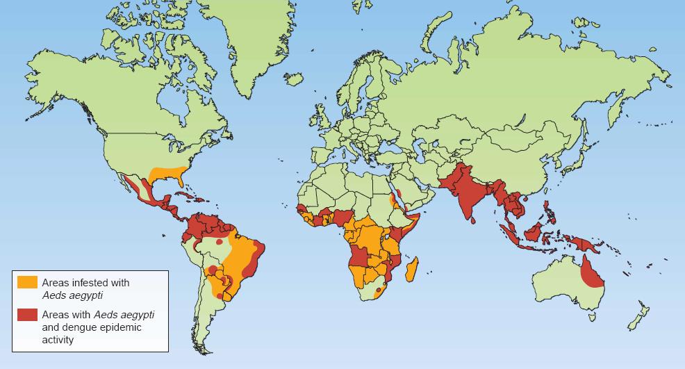 Dengue present in more than 124 countries and territories Every year: 70 to 100 million infected persons Estimated over 2 million severe forms (among which 90 % are children)