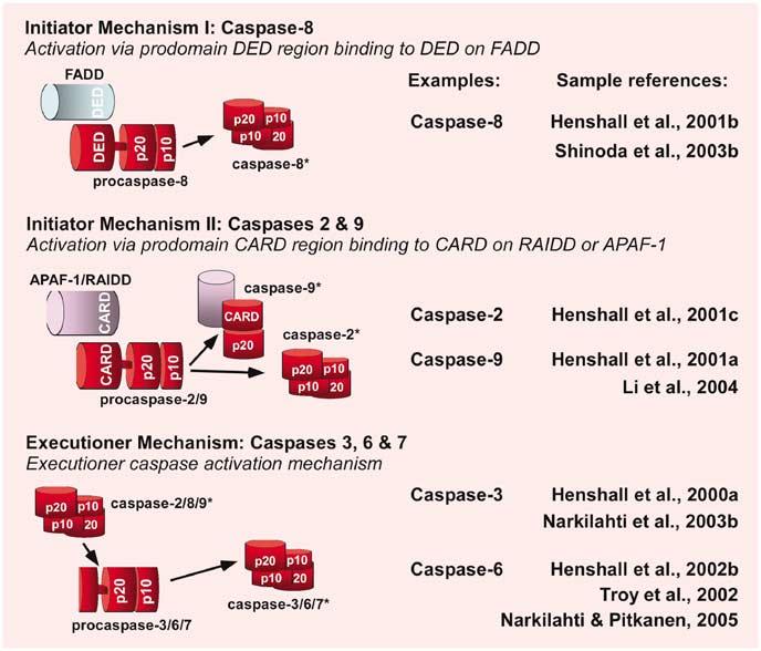 1563 Figure 2 Caspase activation mechanisms. Caspases are proteolyzed from inactive zymogens to their active form; typically a (p20:p10)2 tetramer. They function either as initiators or executioners.