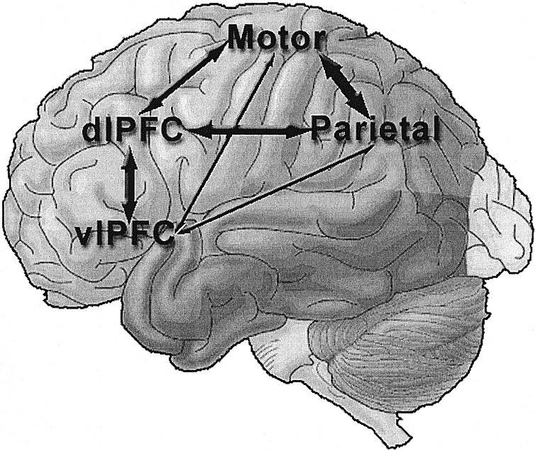 PREFRONTAL CORTEX IN WORKING MEMORY 229 Figure 5. Significant correlations of functional magnetic resonance imaging (fmri) signal between regions of interest (ROIs).