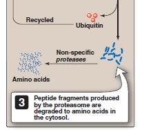 Ubiquitin-proteasome proteolytic pathway A proteasome is a large, barrel-shaped, macromolecular,