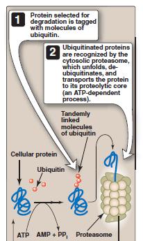 target protein into fragments that are then further degraded to amino acids.