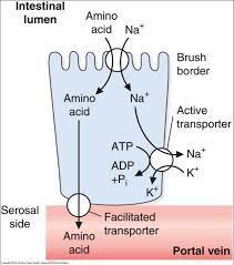 Absorption of amino acids and small peptides Free AAs are absorbed into the enterocytes by a Na+-linked secondary transport system at the apical membrane.