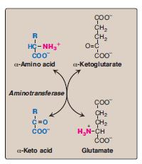 REMOVAL OF NITROGEN FROM AMINO ACIDS Transamination: the funneling of amino groups to glutamate Glutamate produced by