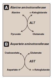 Transamination Substrate specificity of aminotransferases: Each aminotransferase (AT) is specific for one or a few amino group donors.