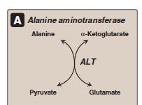 Alanine aminotransferase (ALT) ALT is present in many tissues.