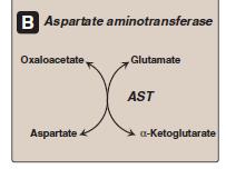 Aspartate aminotransferase (AST) AST does not funnel amino groups to form Glu During amino acid catabolism, AST transfers amino groups