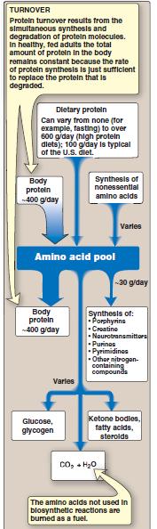 Sources and fates of amino acids The AA pool is small ~about 90 100 g of AAs The amount of protein in the body is about 12 kg in a 70-kg man.