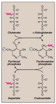 Mechanism of action of aminotransferases (ATs) All ATs require pyridoxal phosphate (PP) as a coenzyme (vitamin B6 derivative) PP is covalently linked to the -amino group of a specific lysine residue