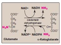 Oxidative deamination of amino acids Oxidative deamination by glutamate dehydrogenase results in the liberation of the amino group as free ammonia (NH3) Glutamate is the only amino acid that
