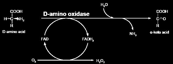 D-Amino acid oxidase D-Amino acids are found in plants and in the cell walls of microorganisms No D-amino acids in mammalian proteins D-Amino acid metabolism by the kidney and liver.