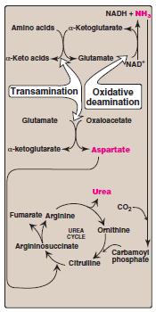 Regulation of the urea cycle N-Acetylglutamate is an essential activator for carbamoyl phosphate synthetase I the rate-limiting step in the urea cycle N-Acetylglutamate is synthesized from acetyl