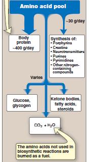 Amino Acid Pool Depletion Routes AAs are depleted by 3 routes: 1) Synthesis of body protein 2) AAs consumed as precursors