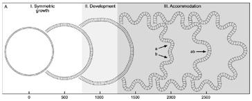growth) (Richman, 1975; Toro & Burnod, 2005; Ronan et al.
