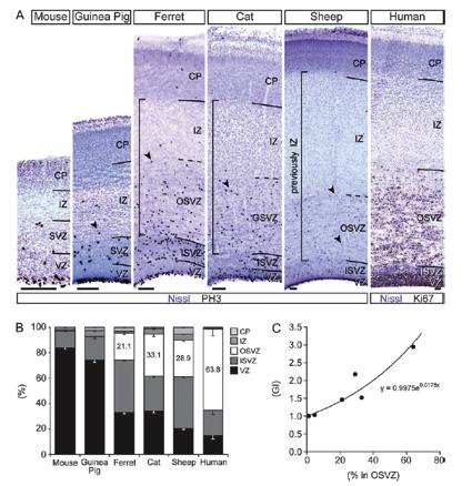Intermediate Radial Glial (IRG) cells produce neurons + glia