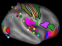 General features of adult cerebral cortex