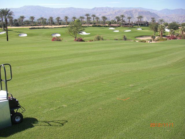 Figure 2. Burn down herbicide trial at Toscana Country Club, Indian Wells, California.