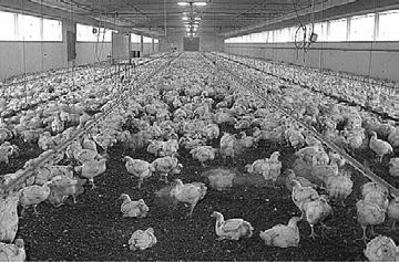 LESSON 2 POULTRY FARM WORKER PROTECTION TIME: 15 MINUTES START TIME: END: TRANSITION Because of their daily interactions with poultry, farm workers are at a greater risk than the general public of