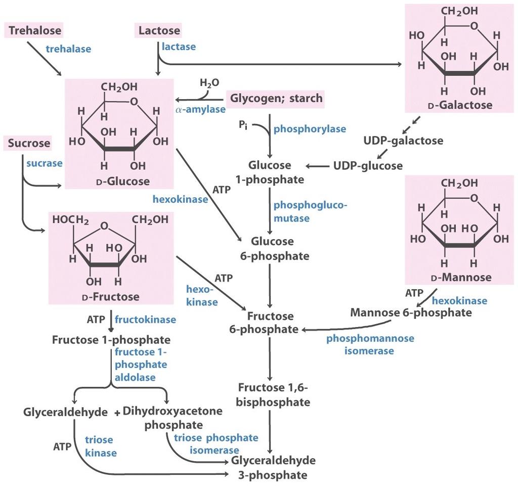 Feeder Pathways for Glycolysis Many carbohydrates are catabolized through glycolysis Some are converted to D-glucose, others are catabolized to