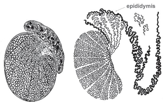 THE VHL HANDBOOK PAGE 21 Figure 6: Epididymis. On the left, a cross-section through the testis and epididymis. On the right, the system of tubules of the testis and epididymis (see pointer).
