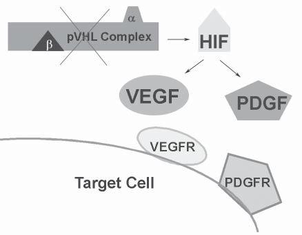 THE VHL HANDBOOK PAGE 35 Figure 14: Pathways in the cell.
