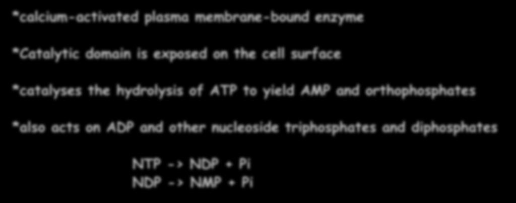 membrane-bound enzyme *Catalytic domain is exposed on the cell surface *catalyses the hydrolysis
