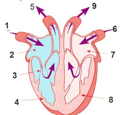 The Heart The heart pumps blood around the body There are four chambers in the heart The four chambers of the heart consist of the right atrium, the left atrium the right ventricle, and the left