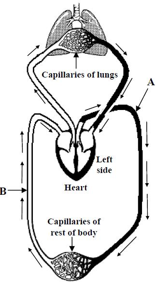 Answer the following questions on the heart and the circulatory system. (i) The blood vessels labelled A in the diagram carry blood away from the heart. Name this type of blood vessel.