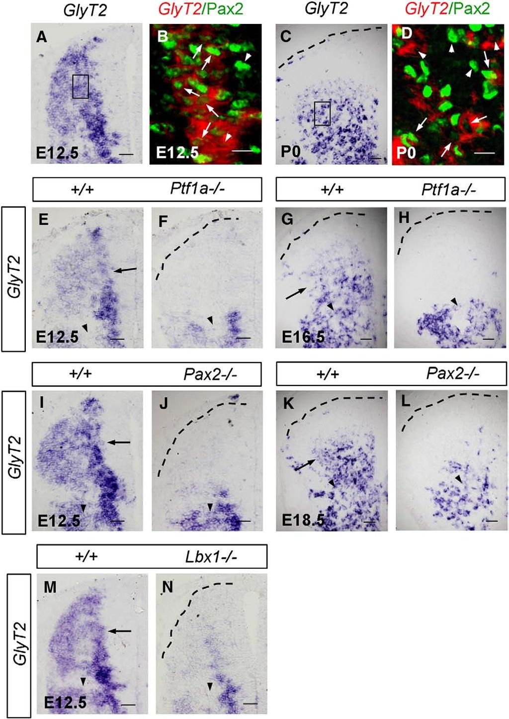 396 M. Huang et al. / Developmental Biology 322 (2008) 394 405 Fig. 1. Ptf1a, Lbx1 and Pax2 are required for glycinergic differentiation.