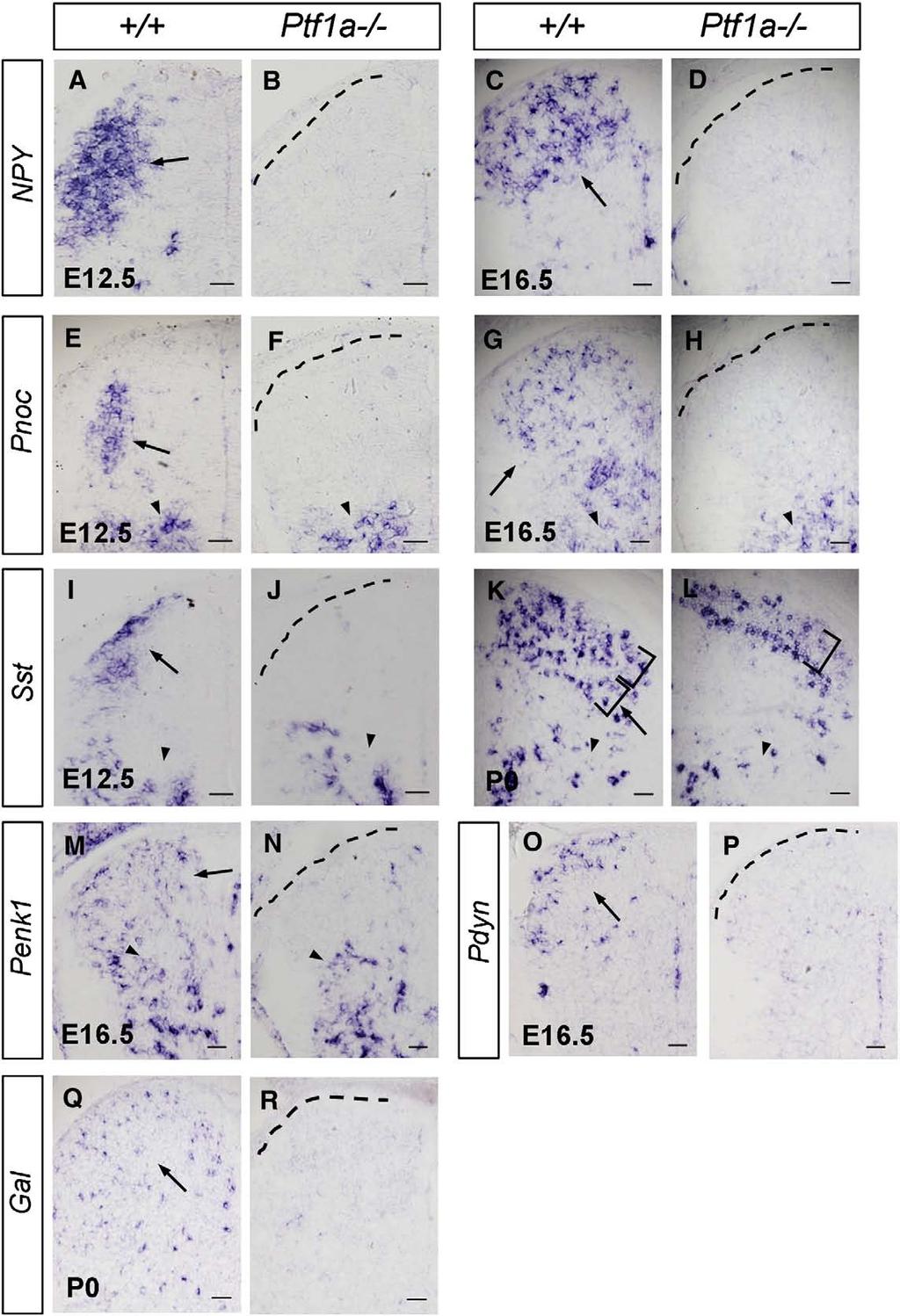 M. Huang et al. / Developmental Biology 322 (2008) 394 405 401 Fig. 5. Loss of peptide gene expression in Ptf1a / mice.