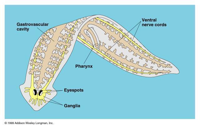 Phylum Platyhelminthes (Flat worms) One class is free living (Turbellaria) and most are parasitic, some commensals Tribloblastic bilaterally symmetrical dorsoventrally flattened Digestive