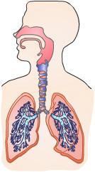 This reference summary will help you better understand lung cancer and the treatment options that are available. Anatomy Your lungs are a pair of large organs in your chest.