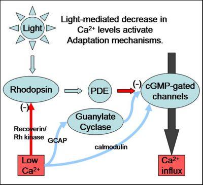 Calcium dependent mechanisms: feedback in photoreceptors: extends the sensitivity of the response; via GC